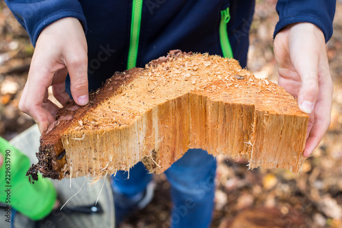 jesień w lesie cięty pień drzewa