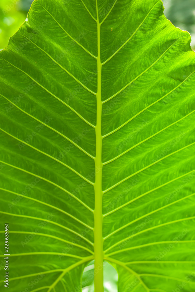 Tropical plants green leaf background texture vertical Tropical plants green leaf background texture vertical