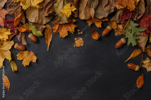dry leaves on dark background © Max