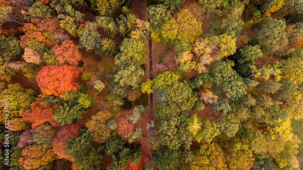 Fototapeta premium Aerial view on the forrest in autumn time.