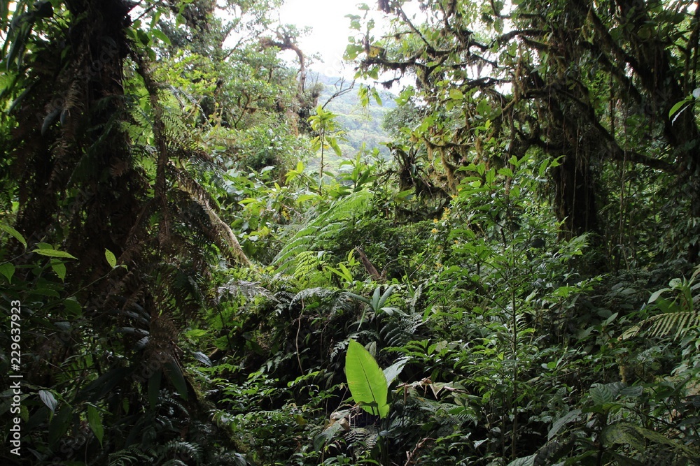 Fototapeta premium Dschungel in Costa Rica