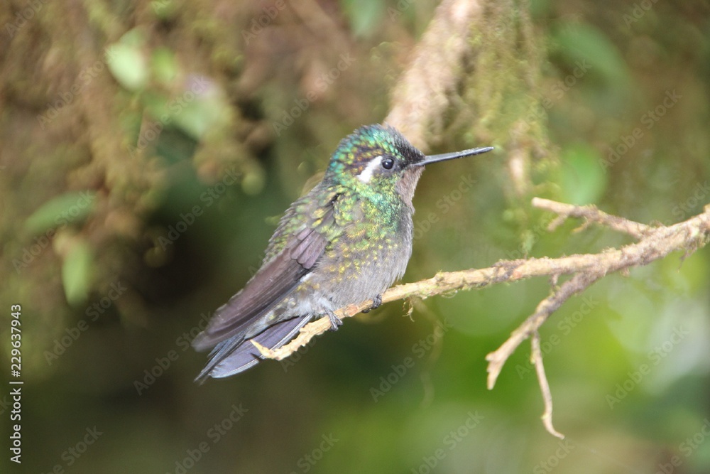 Fototapeta premium Kolibri