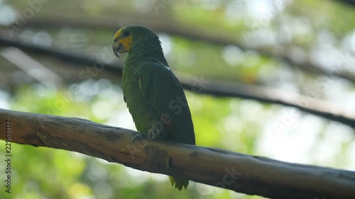 Parakeet on a branch in French Guiana zoo Forpus passerinus photo
