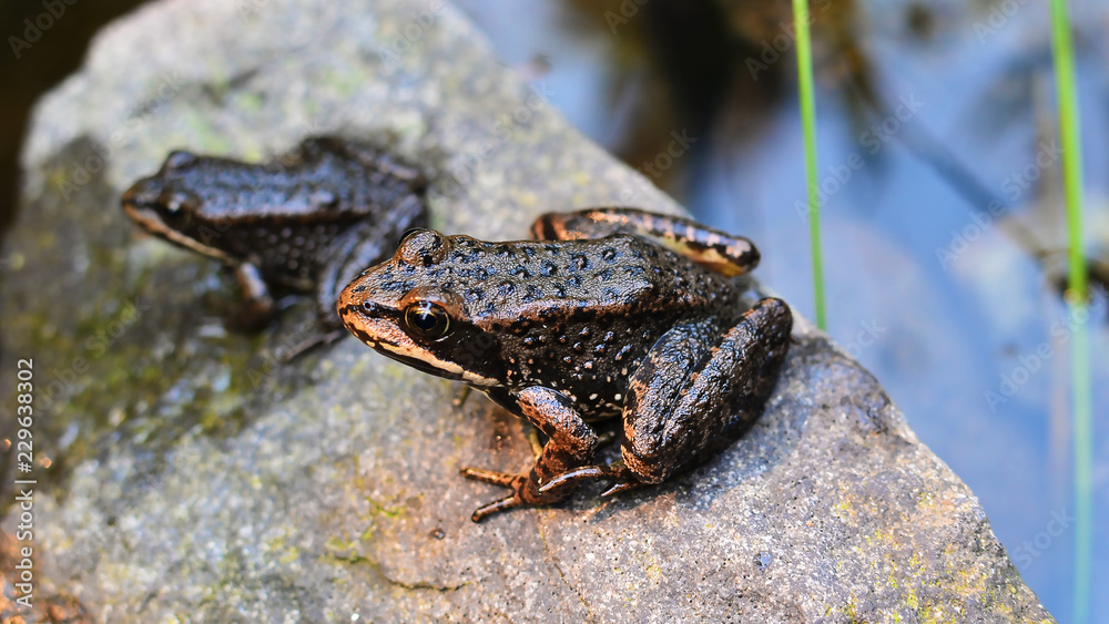 Obraz premium frog in a pond