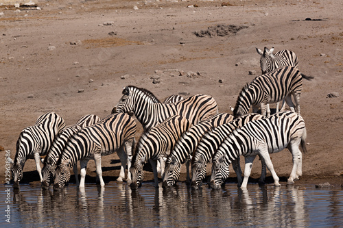Cebras bebiendo en una charca en el parque nacional de Ethosa  Namibia    frica 