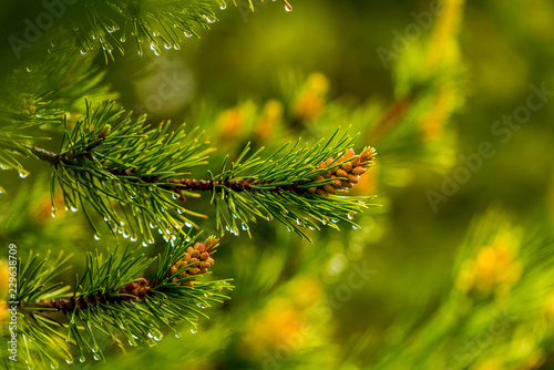 dew drop on green pine leaf and blur background © Inolas