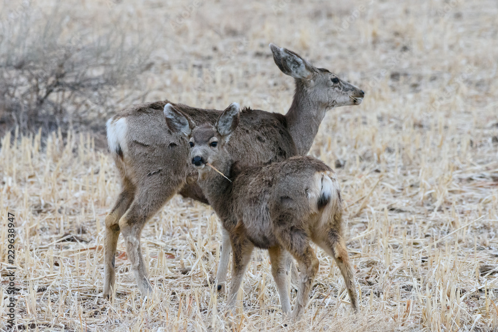 Wild Deer on the High Plains of Colorado Wild Deer on the High Plains of Colorado