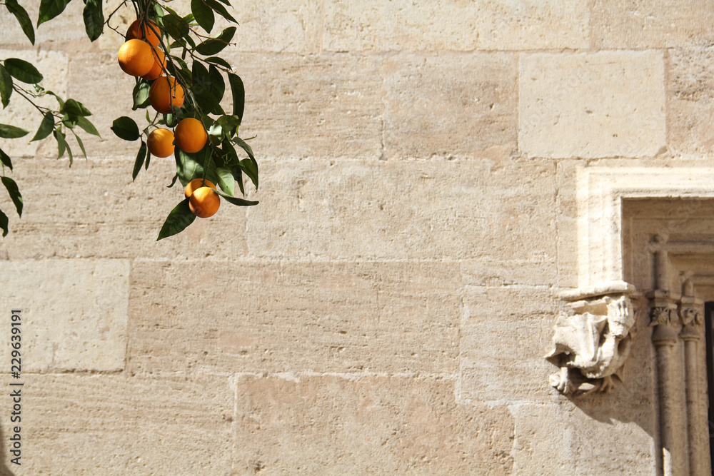 Fototapeta premium A branch of an orange tree, laden with orange fruit and dark green leaves, with an old building wall in the background, Seville (Sevilla), Spain