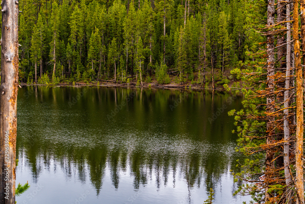 Forest lake, spring day. A green forest glade and tall pine trees reflected in the water.