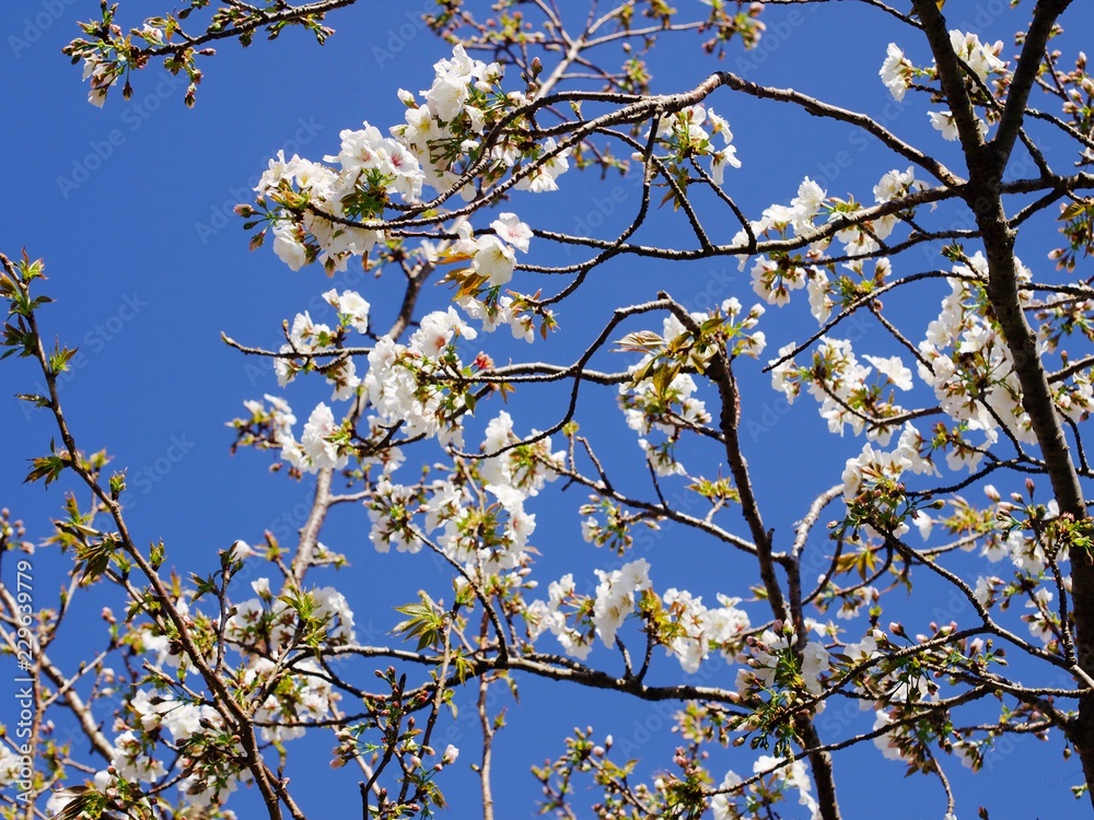 快晴の桜 快晴の桜