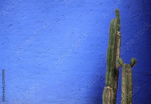 A large tall dark green cactus against a bright blue wall in Mexico City, Mexico. With room for text, or to be used as background.