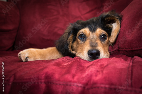 Golden shepherd pup lying on red sofa