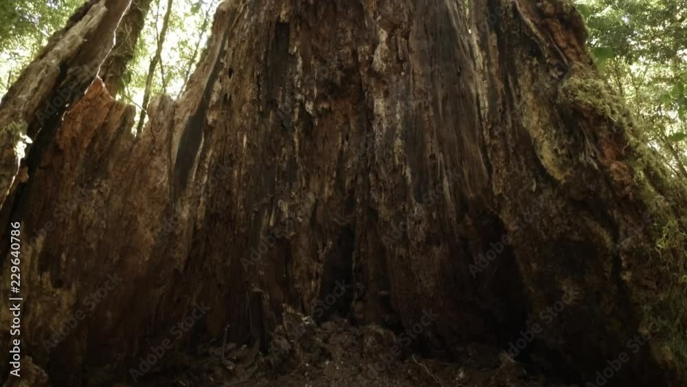 Hollow, Rotting Tree Stump in Thai Rainforest Hollow, Rotting Tree Stump in Thai Rainforest