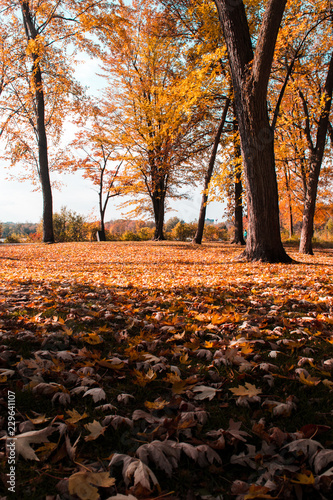Wallpaper Mural autumn in the park Torontodigital.ca