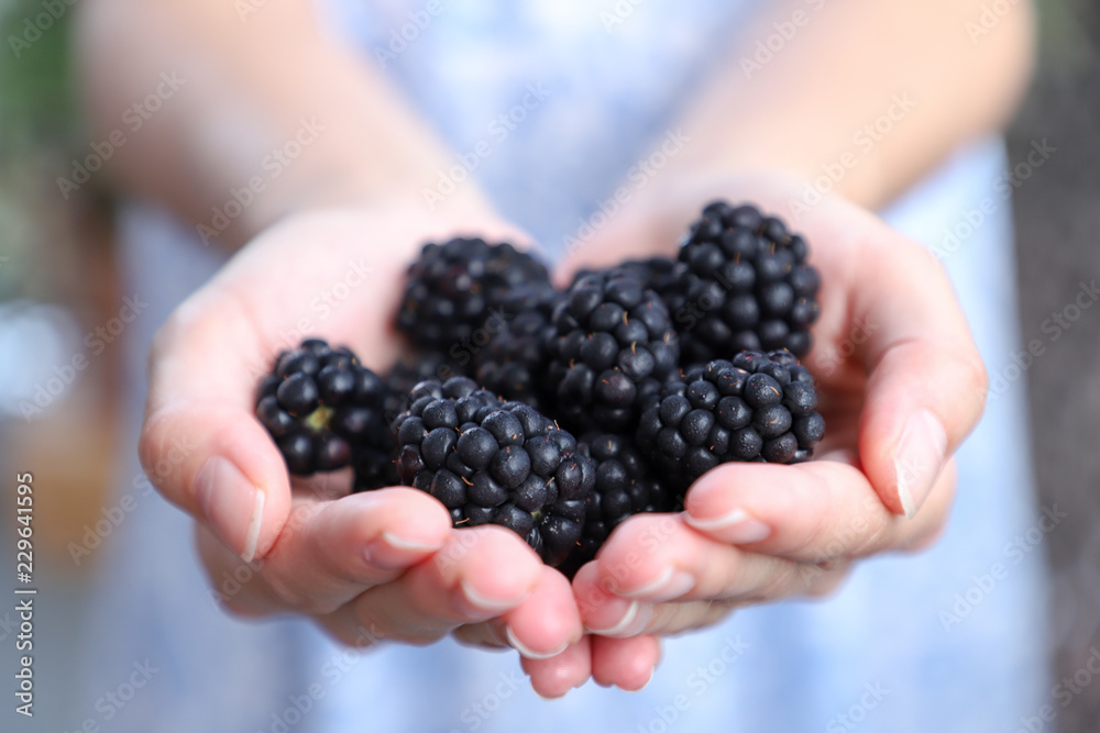 Handful of Blackberries with person holding them in the background Handful of Blackberries with person holding them in the background
