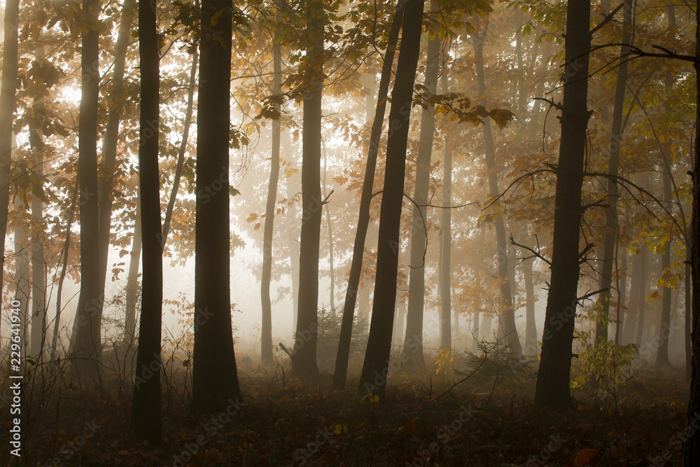 Misty morning in a mysterious forest.
