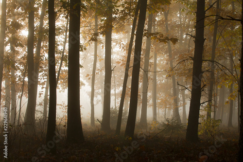 Misty morning in a mysterious forest.
