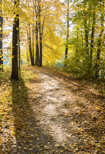 Autumn landscape. Pathway in the autumn park