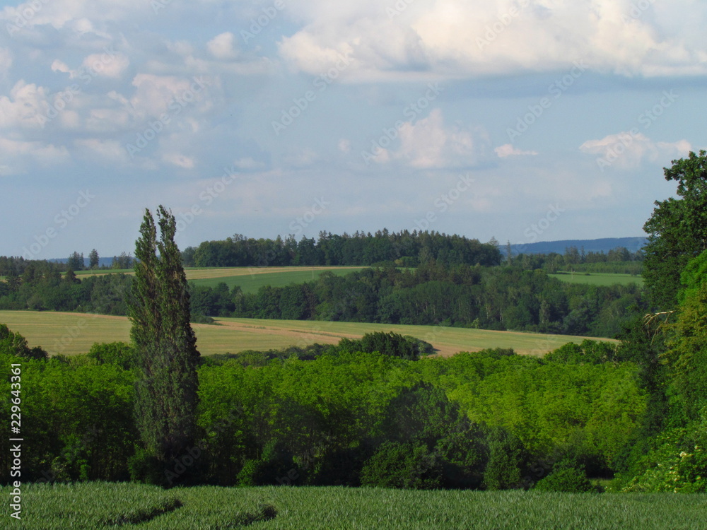 Naklejka premium Summer rural hilly countryside with emerald green meadow, tries and clouds in the sky, natural still life, Czech republic