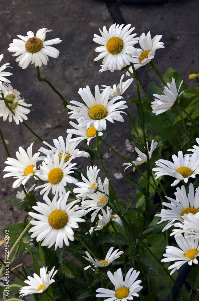 Fototapeta premium Large garden white Daisy with a yellow center