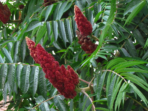 Sumac, rhus typhina, red blossom of tree, close-up