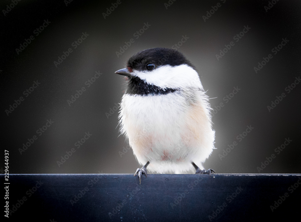 Fototapeta premium Chickadee