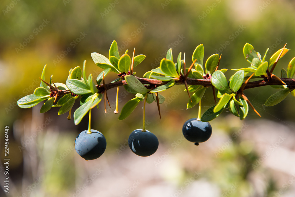 Patagonia native plant yummy Calafate berry Stock Photo Adobe Stock