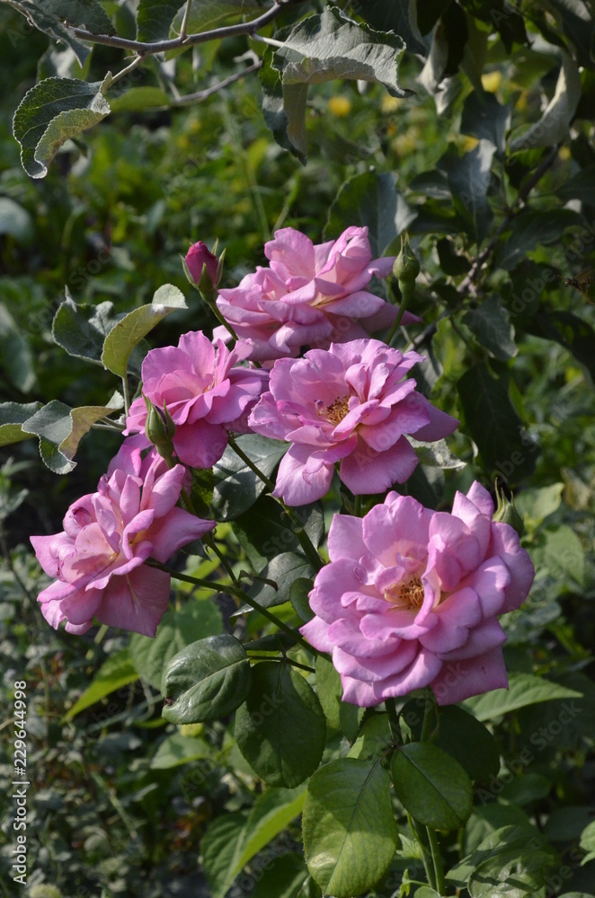 Beautiful, garden roses on a green background on a summer day. Beautiful, garden roses on a green background on a summer day.