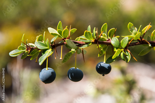 Patagonia native plant - yummy Calafate berry photo