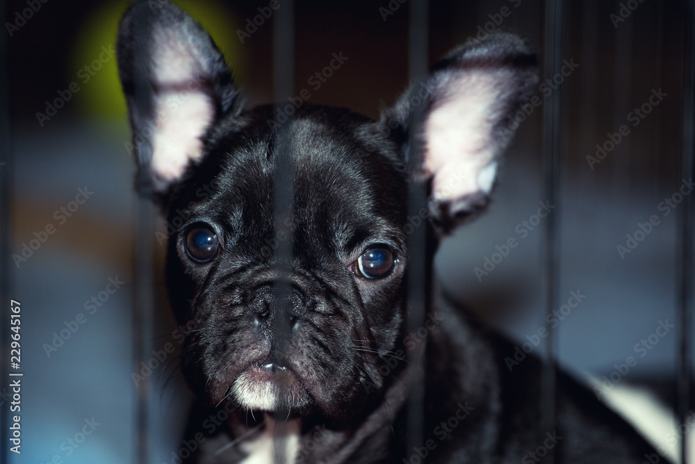 Baby funny french bulldog