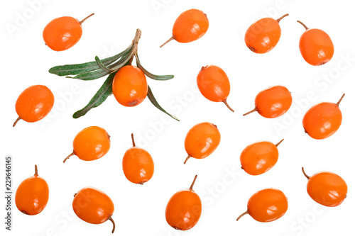 Sea buckthorn. Fresh ripe berry with leaves isolated on white background. Top view. Flat lay pattern