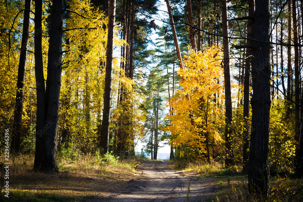 Obraz premium Beautiful autumn landscape. Road through the autumn mixed forest.