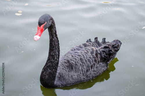 Black swan swims in a pond looking at the camera. Closeup