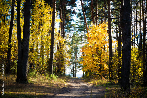 Beautiful autumn landscape. Road through the autumn mixed forest.