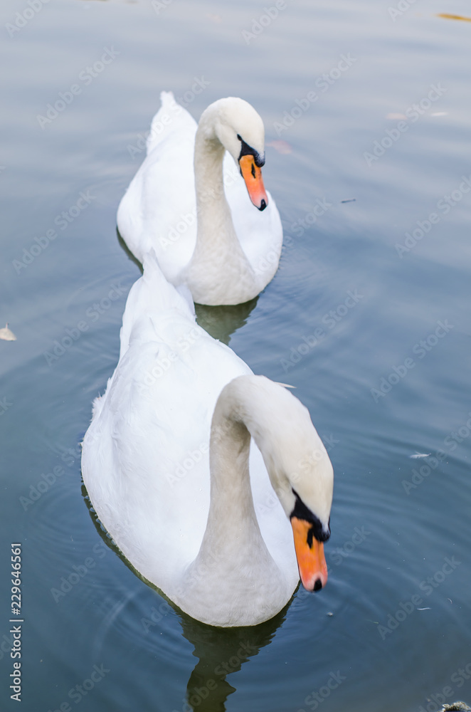 Obraz premium Two white swans swims in a pond together. Closeup
