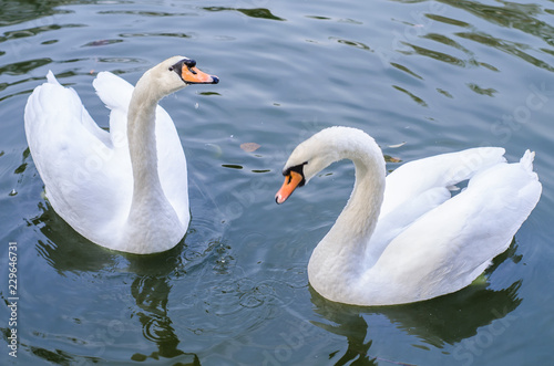 Two white swans swims in a pond together. Closeup