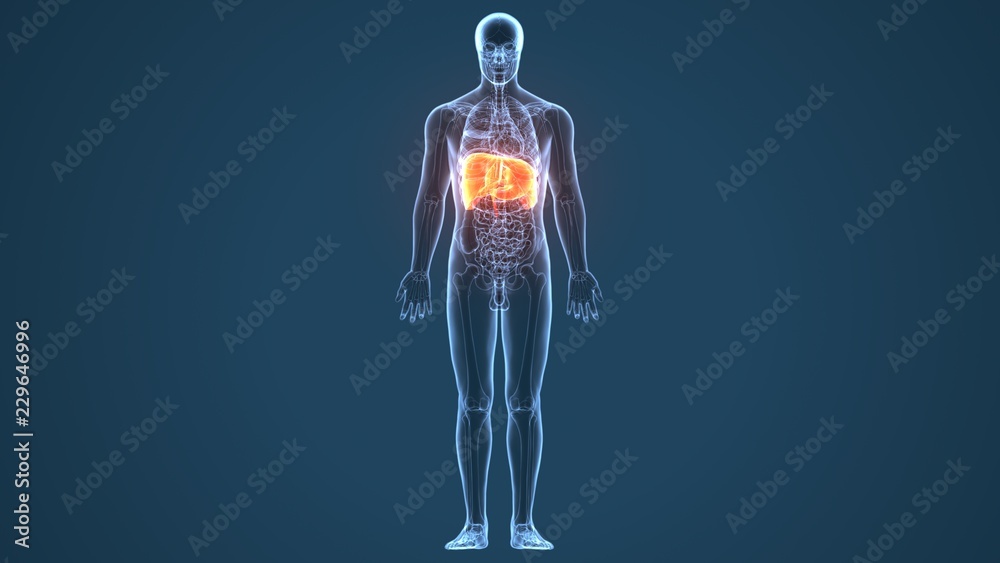 3d illustration of human body stomach anatomy
