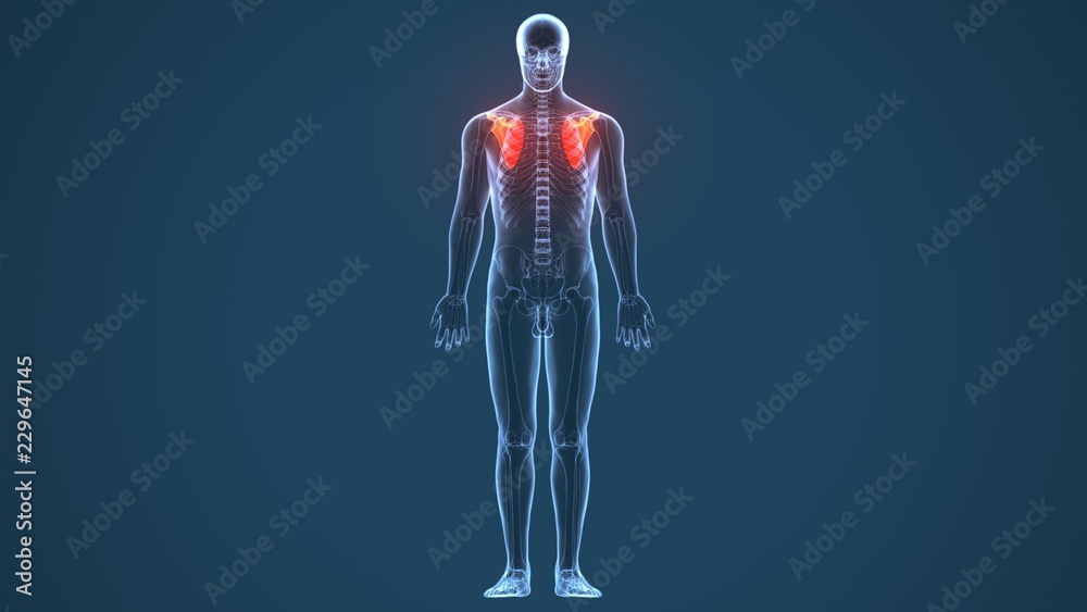 3D Illustration of Human Body Bone Joint Pains Anatomy (Scapula)
3D Illustration of Human Body Bone Joint Pains Anatomy (Scapula)