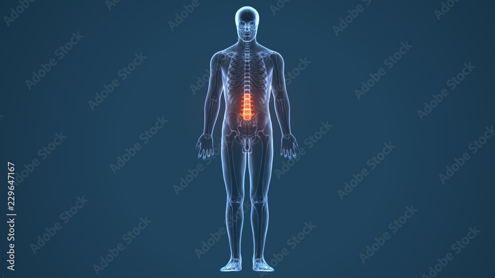 3d illustration of human body Spinal cord stock anatomy Stock Photo ...
