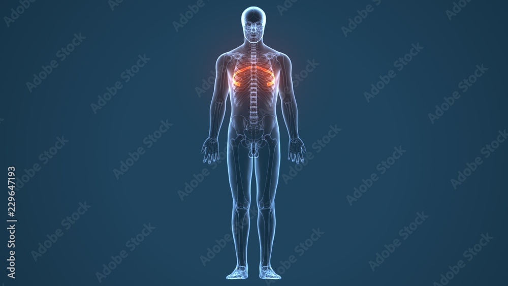 3d illustration of human body ribs cage anatomy
