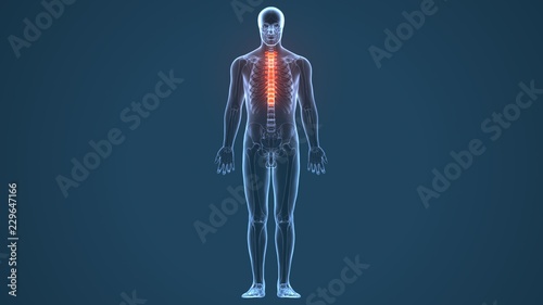 3d illustration of human body Spinal cord stock anatomy   © PIC4U