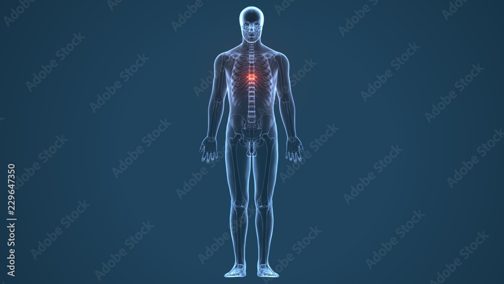 3d illustration of human body Spinal cord stock anatomy

