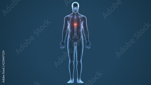 3d illustration of human body Spinal cord stock anatomy 