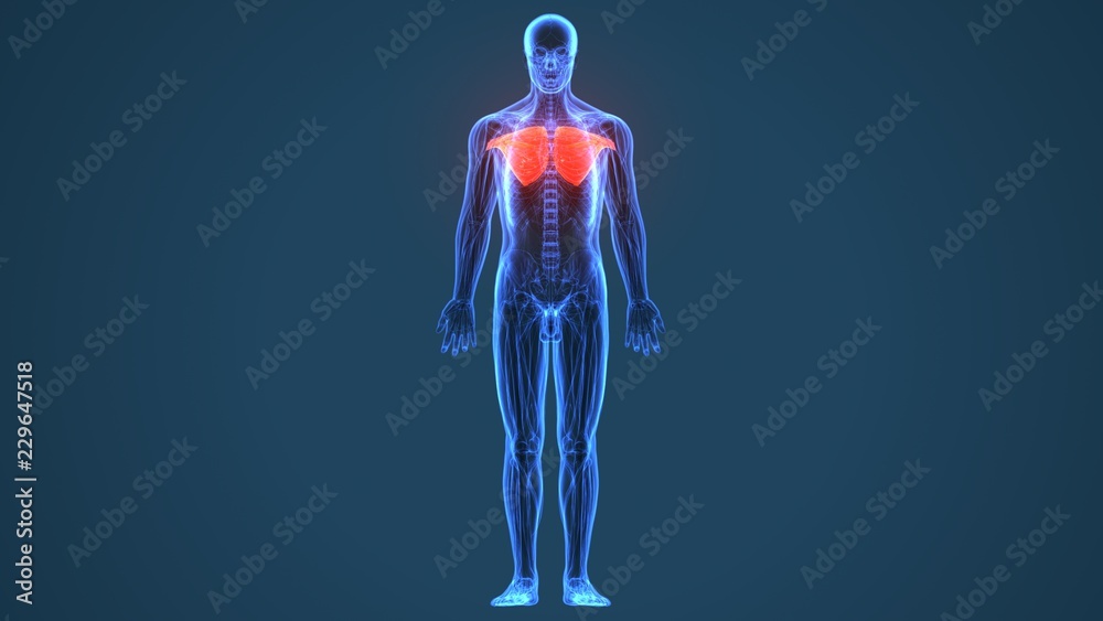 3D illustration chest human anatomy or anatomical and muscle 3D illustration chest human anatomy or anatomical and muscle