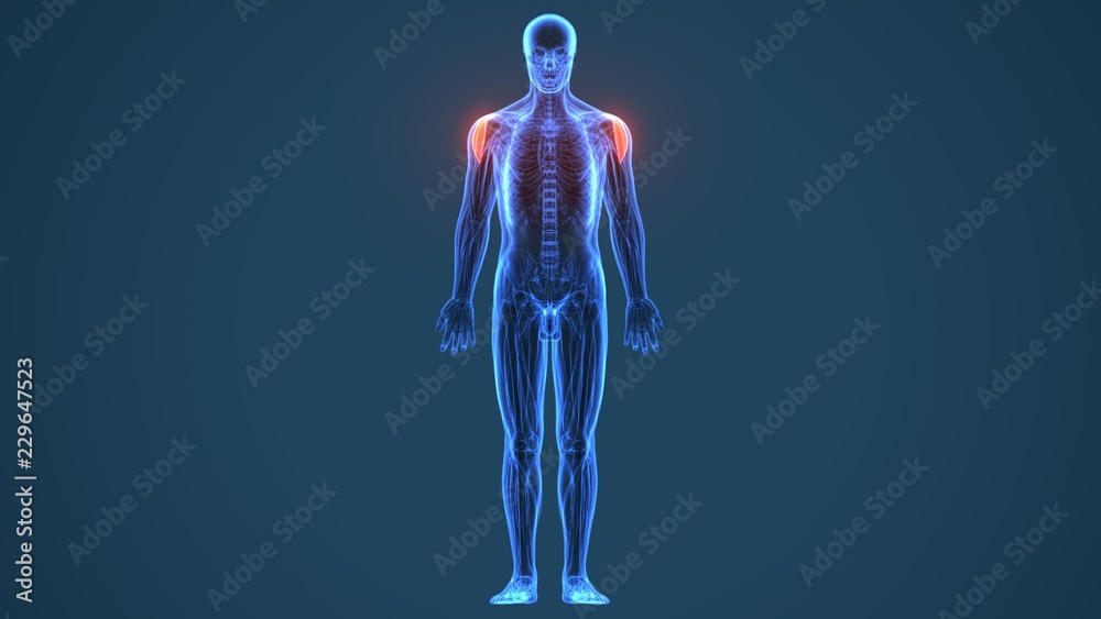 3D illustration chest human anatomy or anatomical and muscle isolated 3D illustration chest human anatomy or anatomical and muscle isolated