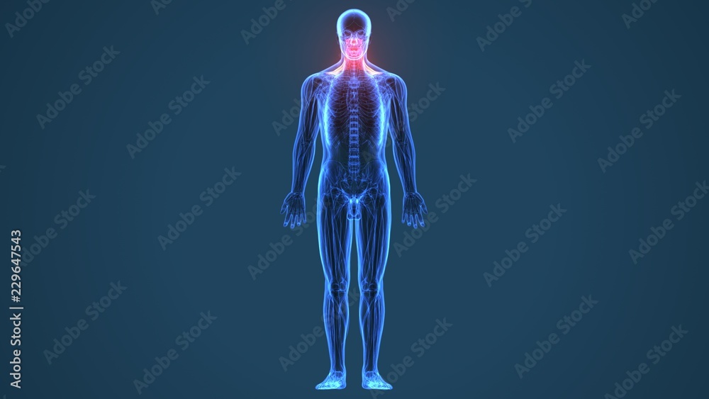 3d illustration of Human neck muscle anatomy for the education.
3d illustration of Human neck muscle anatomy for the education.
