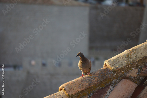 Pigeon on roof