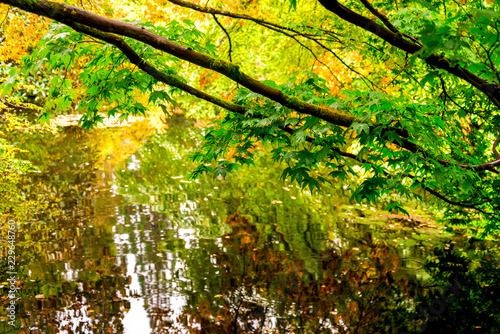 Colours of autumn in Benmore Botanic Garden, Scotland photo