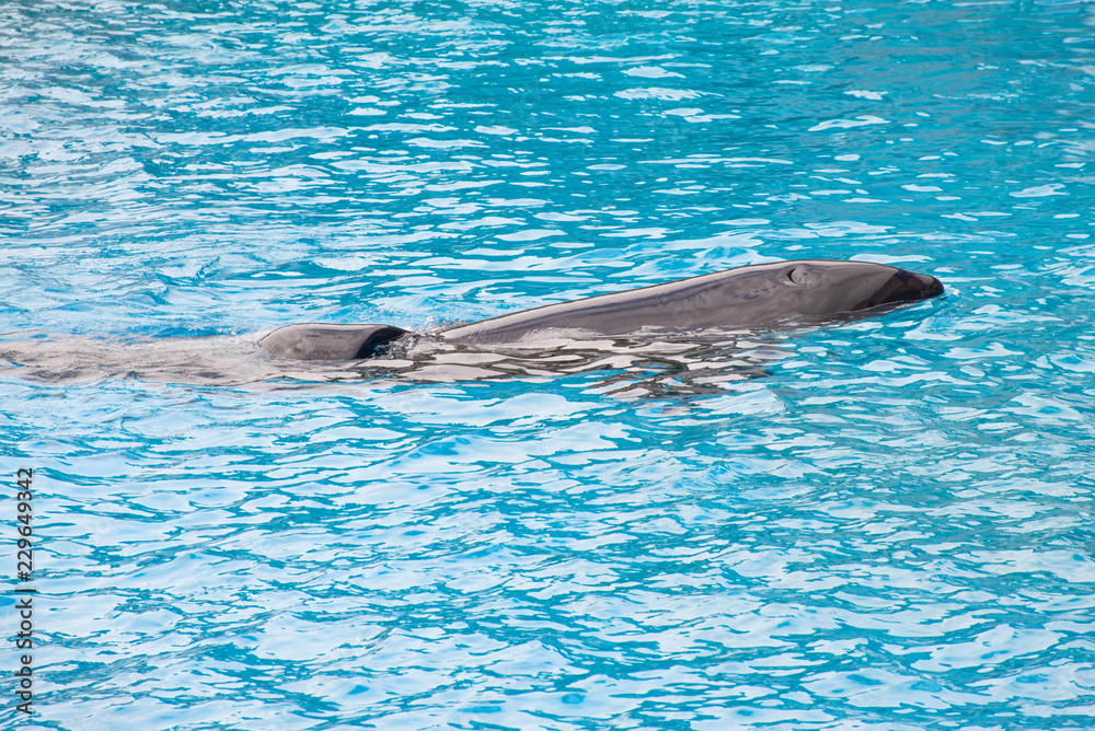 Obraz premium Killer Whale on the surface.