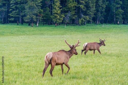 Young elks, or wapiti, Cervus canadensis.